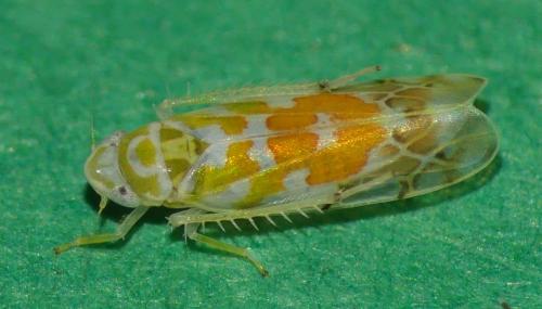 Réf. 325 668 : Typhlocyba quercus